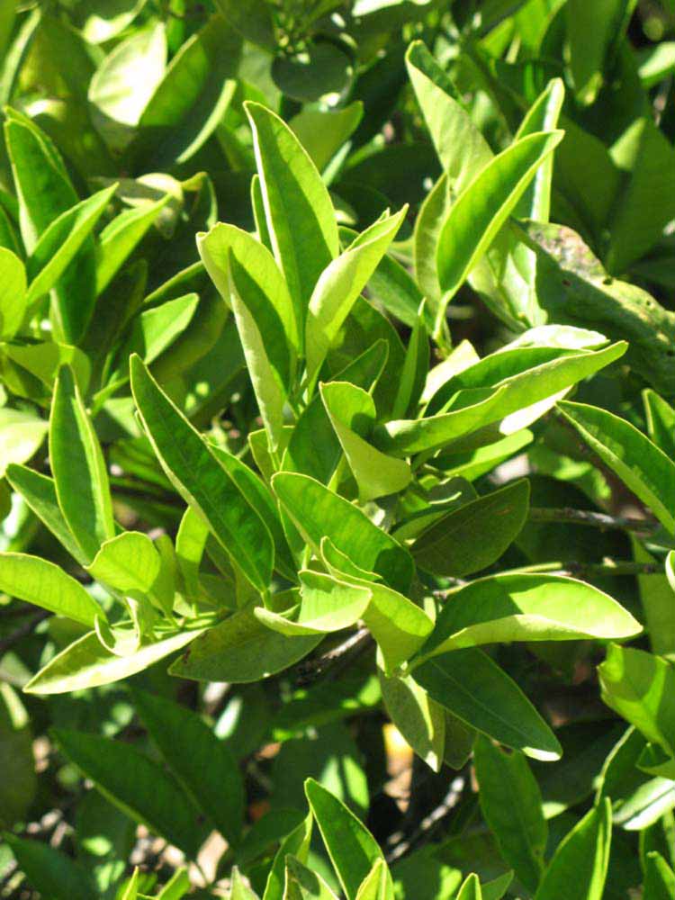             Sun leaves (Riverside, CA)       
